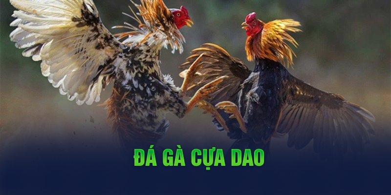 Chi tiết về bộ môn đá gà cựa dao