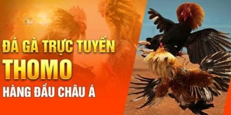 Trực tiếp đá gà Thomo độc quyền tại C54