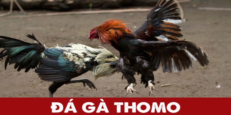 Một vài loại hình cược gà chọi ưa chuộng