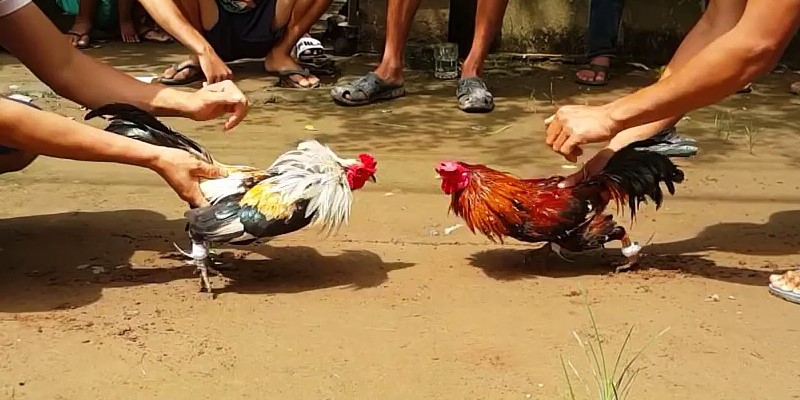 Tìm hiểu về đá gà C54
